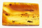 Detailed Fossil Muscoid Fly (Acalyptratae) in Baltic Amber #292465-1